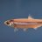 anchoasesina